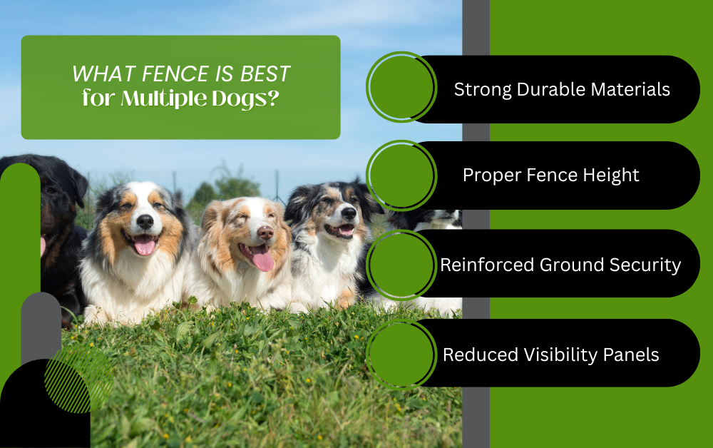 What Fence is Best for Multiple Dogs? Infographic